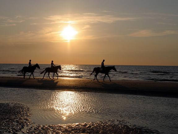 Die Reitwege rund um das Inselwäldchen, durch die Dünen und natürlich am Strand entlang machen Langeoog zu einem echten Paradies für Pferdefreunde. Ausritt auf Langeoog: Reiter im an der Wasserkante am Abend