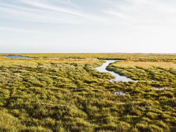 Salzwiesen prägen die Watt-Seite der Insel Blick über die Salzwiesen