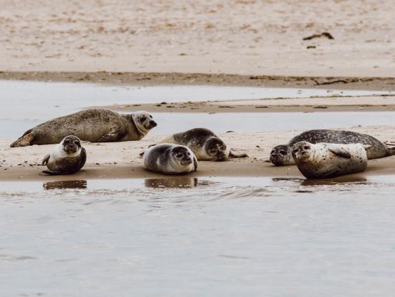 Immer ein tolles Erlebnis: Ausflug zu den Seehundsbänken Seehunde sonnen sich
