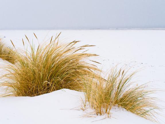Strandhafer unter der Schneedecke Strandhafer unter der Schneedecke