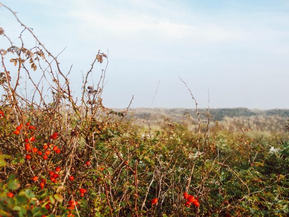 Die bauchigen Hagebutten fallen auf Langeoog ins Auge. Hagebutten