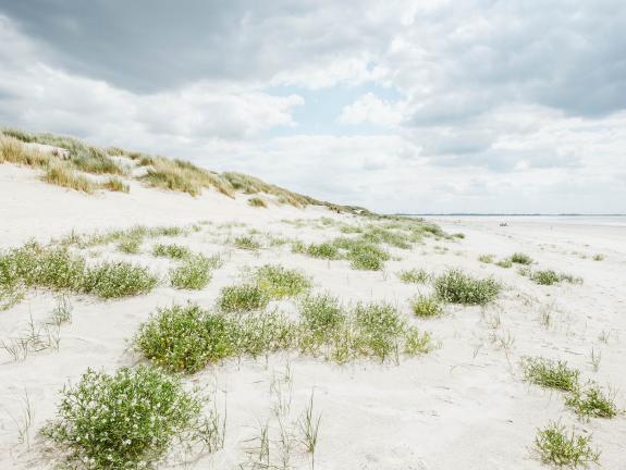 Dünenlandschaft am Ende des Naturpfades. Seeseitige Ansicht einer Düne am Naturpfad.