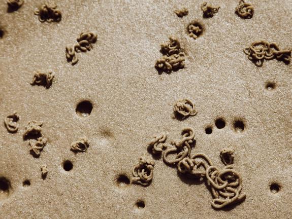 Wattwurmhaufen: Durch seine Lebensweise im Sand des Watts ist der Wattwurm ein wichtiger Bestandteil im Ökosystem des Wattenmeeres. Denn innerhalb eines Jahres fressen die Wattwürmer den gesamten Sand des Nordsee-Watts bis in eine Tiefe von 25 Zentimetern – und scheiden ihn auch wieder aus. Wattwurmhaufen