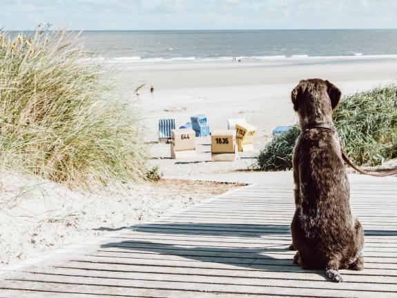 Auch für Hunde eine tolle Aussicht Hund schaut auf den Langeooger Strand