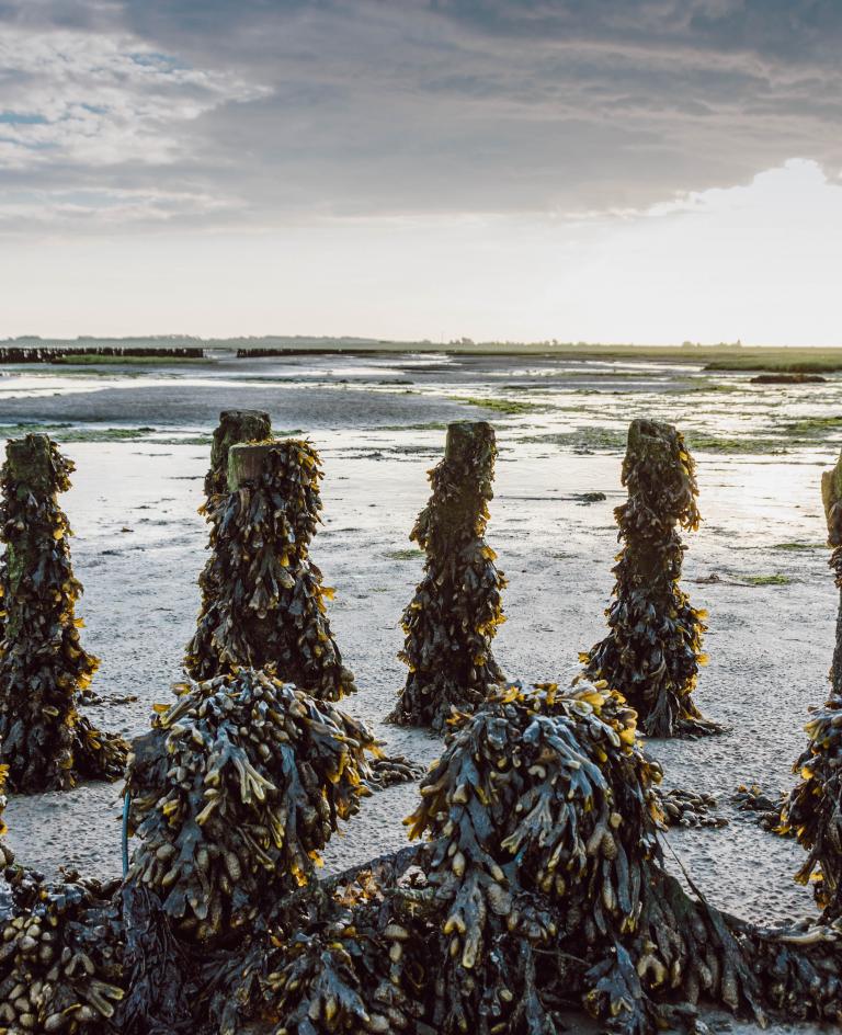 Algenbewachsene Schlengen an der Wattkante Algenbewachsene Schlengen an der Wattkante