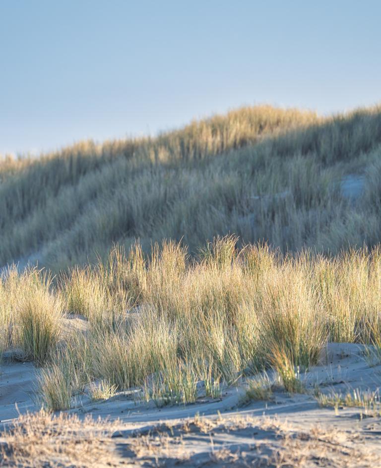 Dünenfuß mit Dünengras