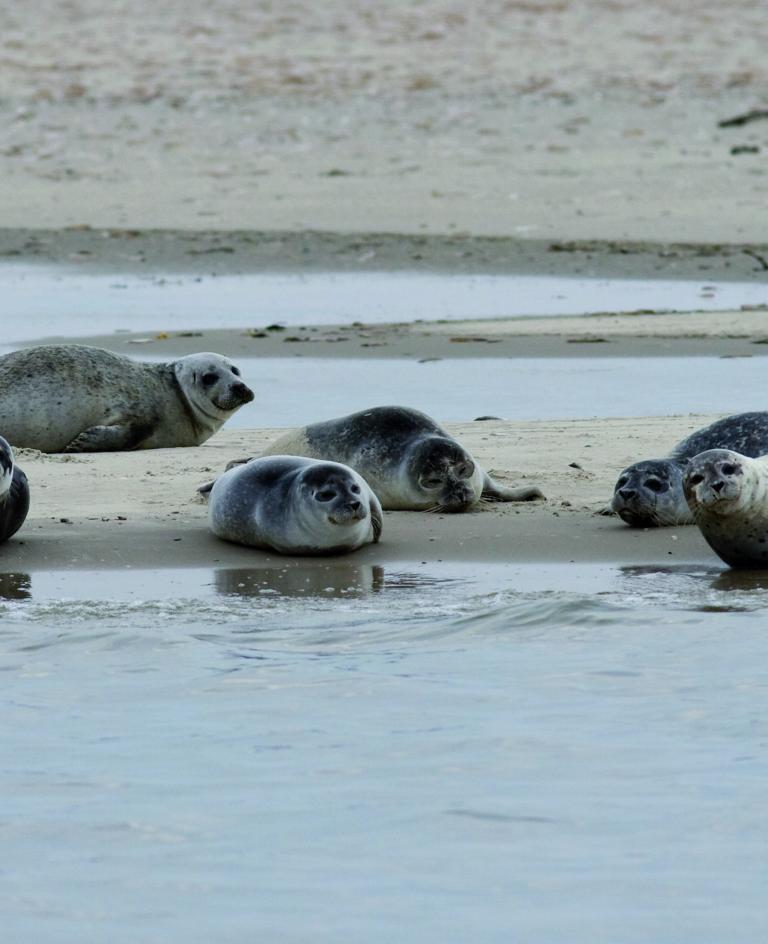 Seehunde ruhe sich auf der Sandbank aus