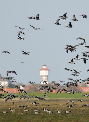 Nonnengänse steigen vor dem Langeooger Wasserturm auf
