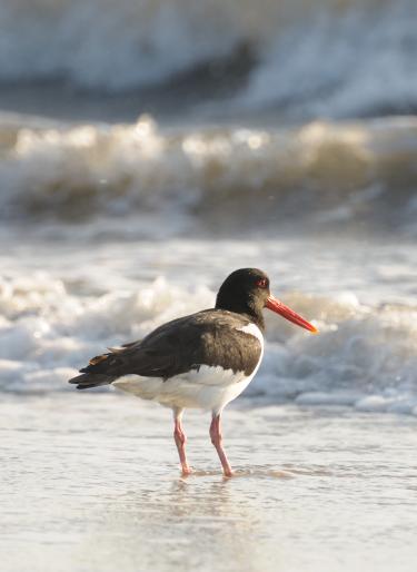 Zugvogeltage auf Langeoog vom 14.-20.10.2023 Austernfischer in der Brandung